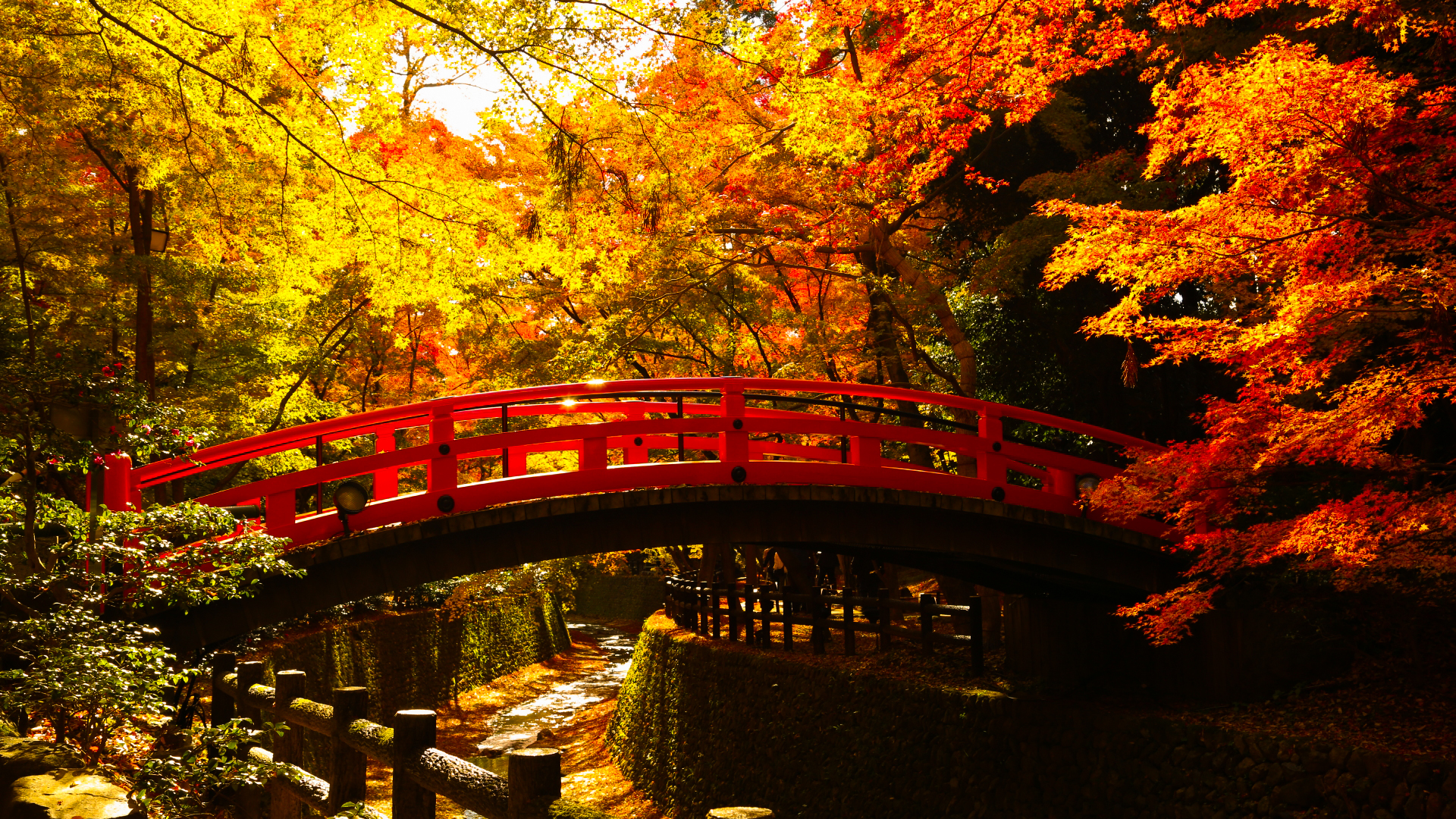 【 北野天満宮 「史跡御土居 もみじ苑」公開のお知らせ 】- Announcement of the Special Autumn Opening of the “Shiseki Odoi Momijien” at Kitano Tenmangū