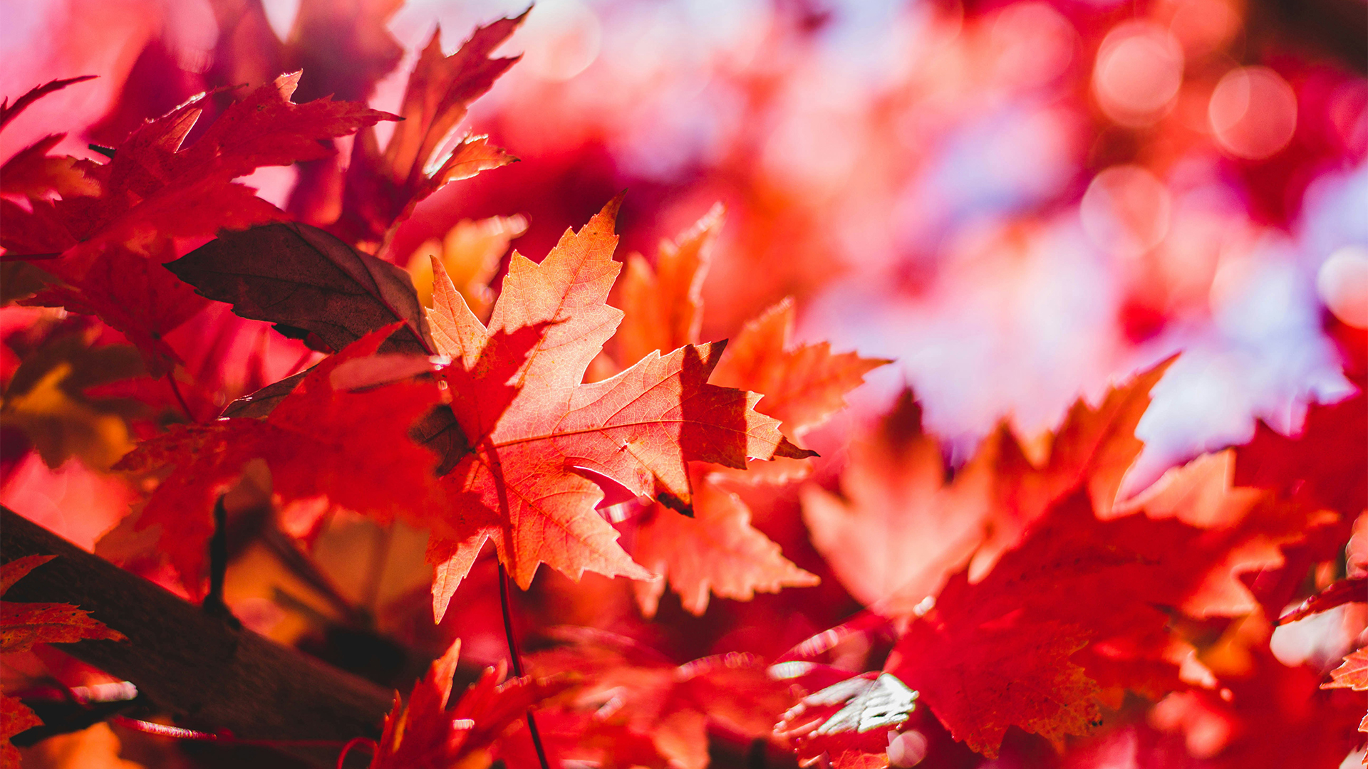 北野天満宮の史跡御土居のもみじ苑が開催。The maple garden at the historic site of Godoi, Kitano Tenmangu Shrine, will be held.