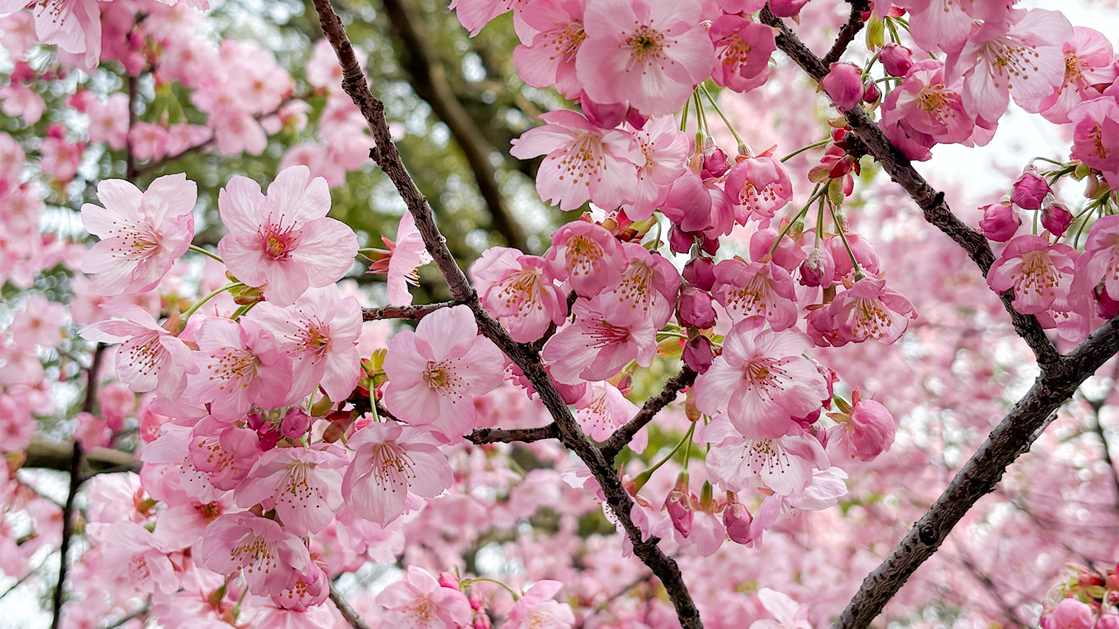 平野神社「桜花祭」開催 - Experience Okasai (Cherry Blossom Festival) at historic Hirano Shrine.